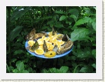 Butterflies feeding at Conservatory - Niagara * 2592 x 1944 * (1.5MB)